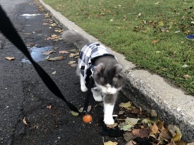 Finnigan walking with coat IMG_5390